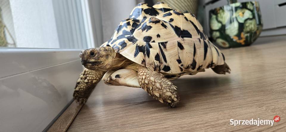 Żółw lamparci lądowy pomorskie Lębork