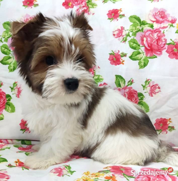 Do odbioru White Ocean Pearl YORK Śliczny piesek opolskie Opole