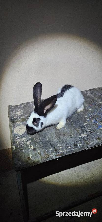 Samice olbrzym srokacz czarny Miechów