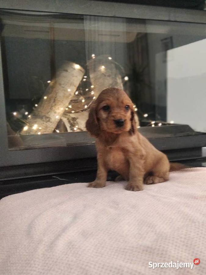 Szczeniak pięknie umaszczony Cocker Spaniel
