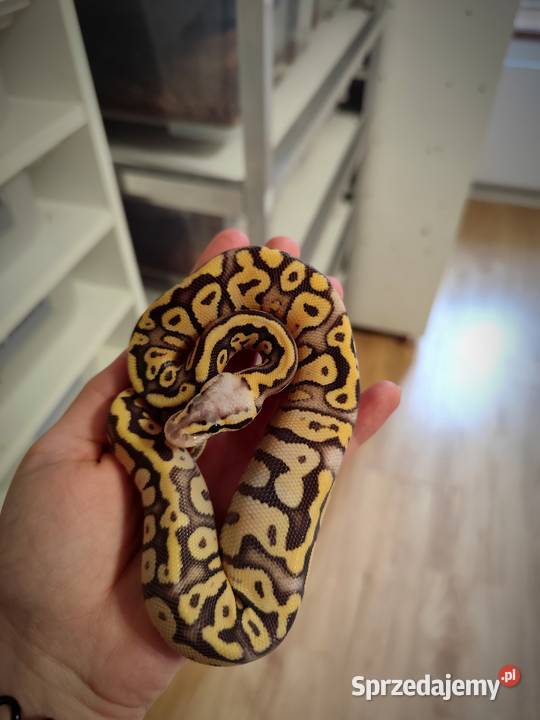 Pyton królewski samiec cb25 Pruszków