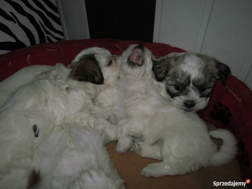 Shih Tzu szczenięta Chełm sprzedam
