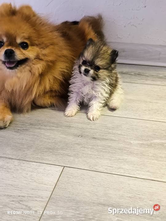 Szpic miniaturowy pomeranian , piękne miniaturowe pieski i suczka