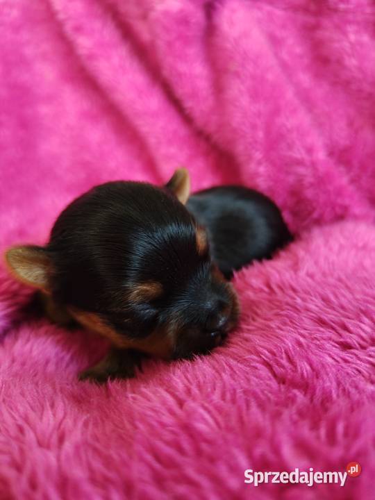 Piesek yorkshire terrier do rezerwacji York kujawsko-pomorskie Łążynek