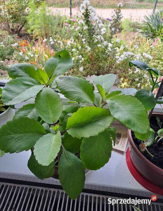 Żyworódka pierzasta Pinnata Wejherowo