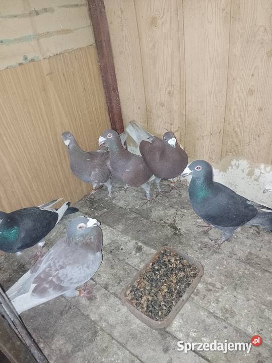 Gołębie staropolskie Dąbrowa Górnicza