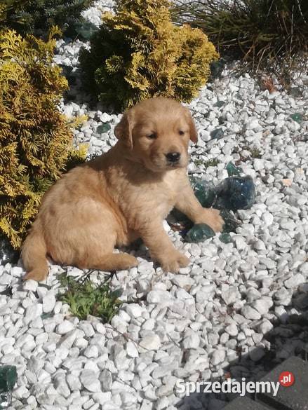 Golden Retriever śliczne szczeniaki Champion Radomsko