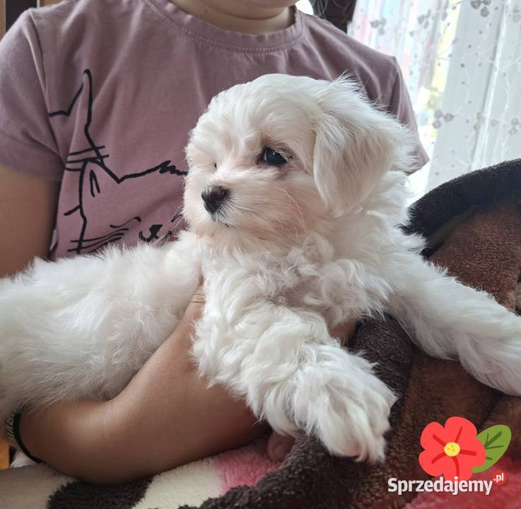 Suczka Maltańczyk z rodowodem FCI lubelskie sprzedam