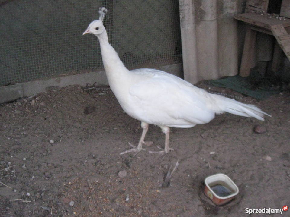 pawie kuropatwy Pozostałe Jarocin