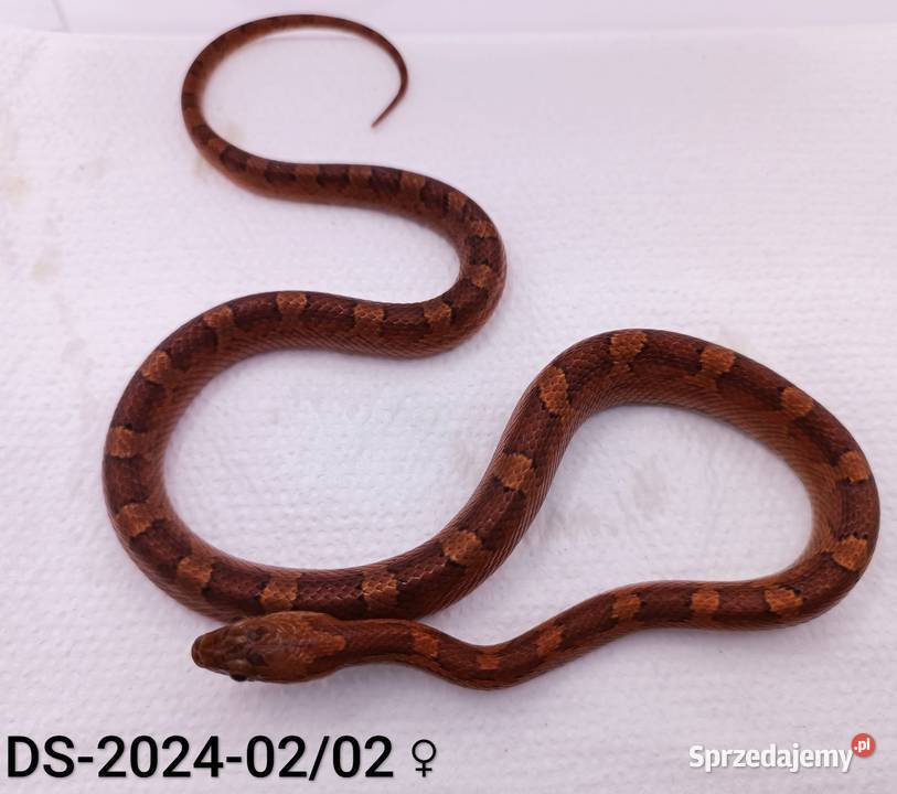 Węże zbożowe Bloodred 66het Amel Hypo Rybnik