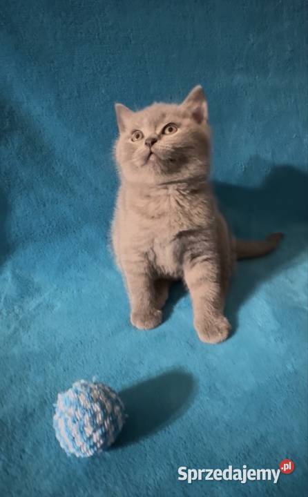 Kotka brytyjska niebieska małopolskie Kraków