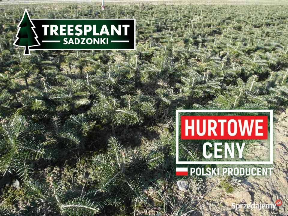 Jodła kaukaska Sadzonki na plantacje świerk Lublin