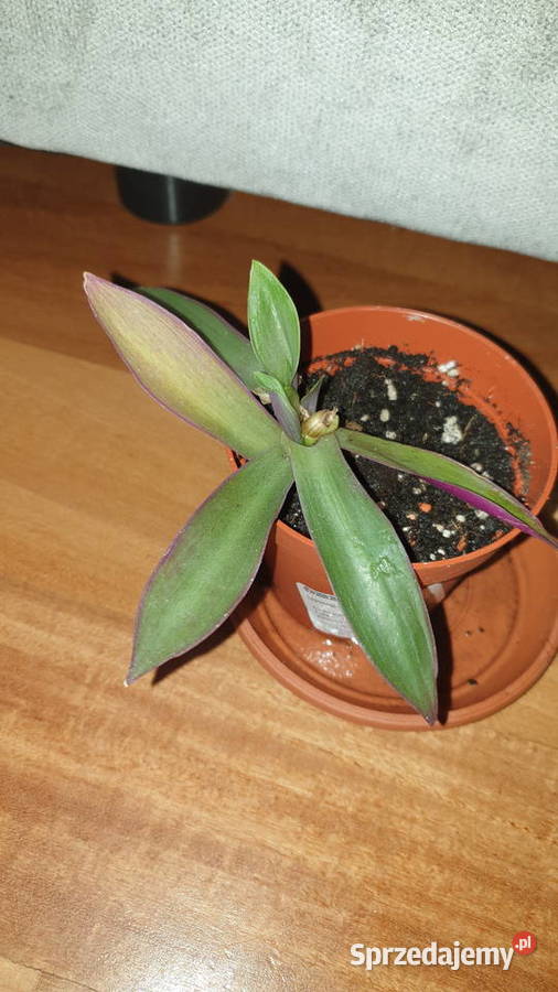 Reo meksykańskie trzykrotka roślina rosnąca Zielone mazowieckie Warszawa