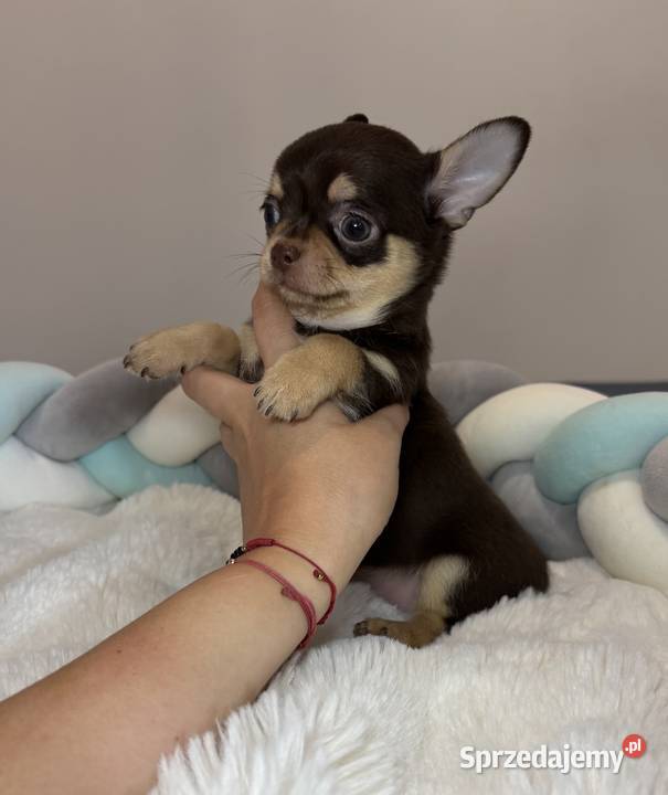 Chihuahua piesek krótkowłosy Choco Tan badania łódzkie Bełchatów sprzedam