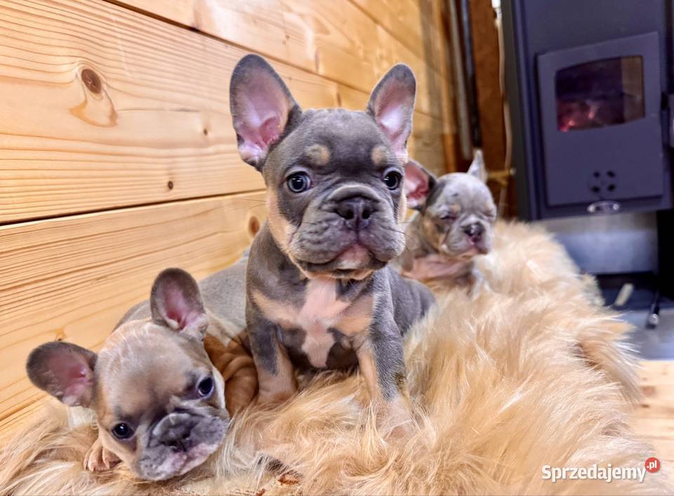 Buldog francuski Komańcza sprzedam