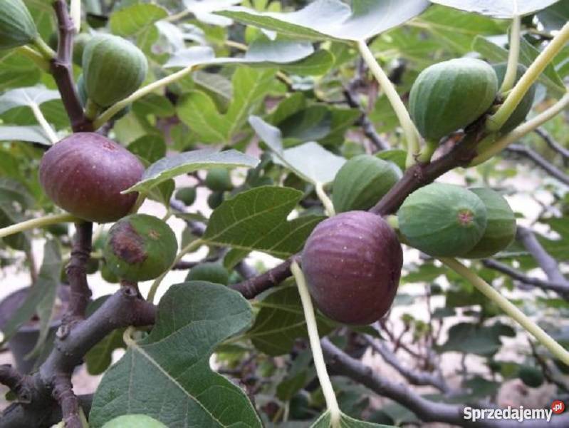 Figa sadzonka