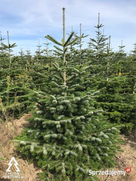 Jodła kaukaska plantacja Polski Producent Hurt i wielkopolskie Osieczna sprzedam