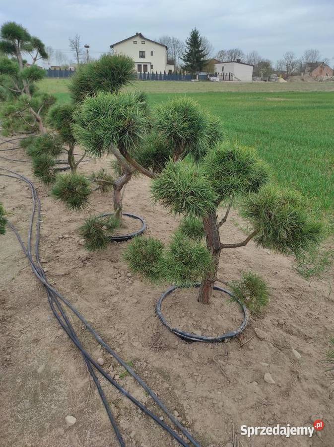 Czarna sosna bonzai bonsai Konin