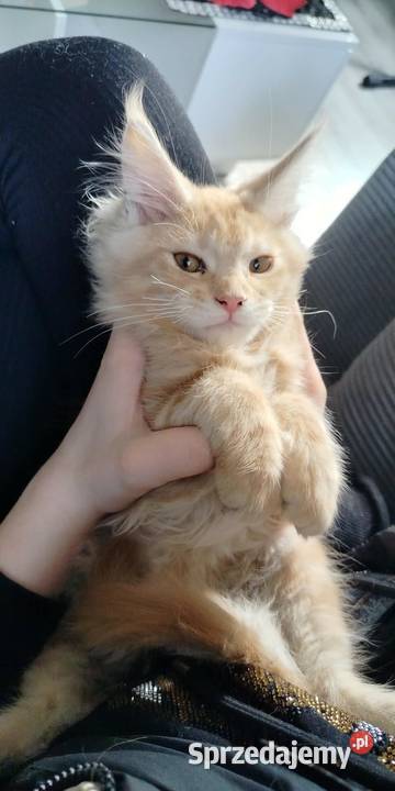 Maine Coon odbiór już na majówkę ostanie 3 Starogard Gdański