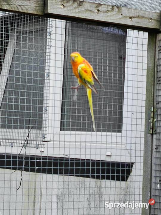 Świergotki samce Ptaki Pamiątkowo sprzedam