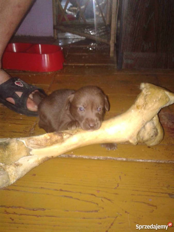 Mam o sprzedania husky mieszaniec Cieszyn