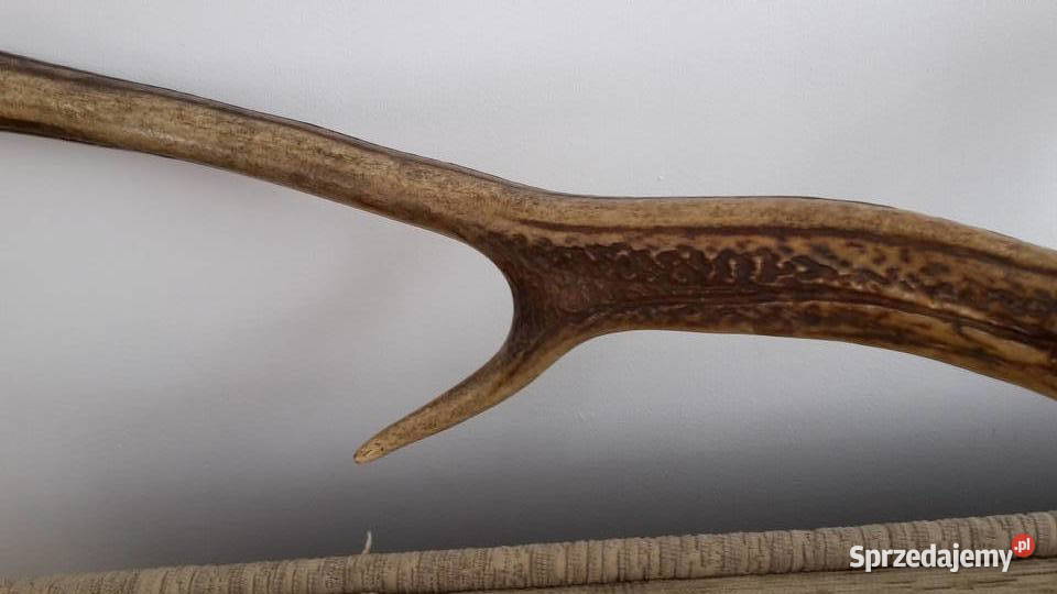 Sprzedam poroźe jelenia małopolskie Kraków