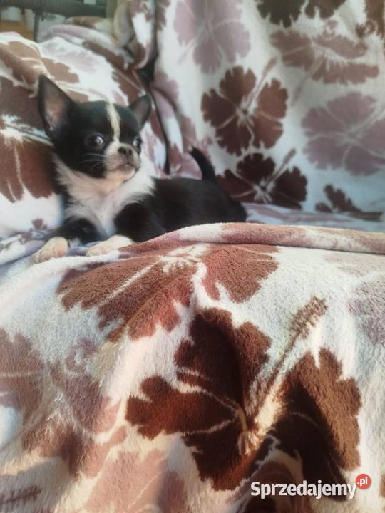 Poeswk chihuahua Płońsk