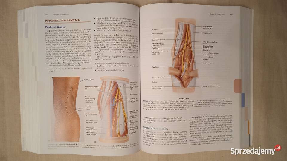 Clinically Oriented Anatomy Keith Moore mazowieckie Warszawa