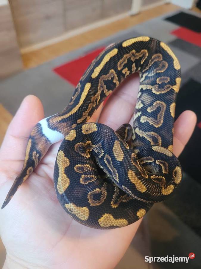 Samica black pastel yellow belly het pied Starachowice