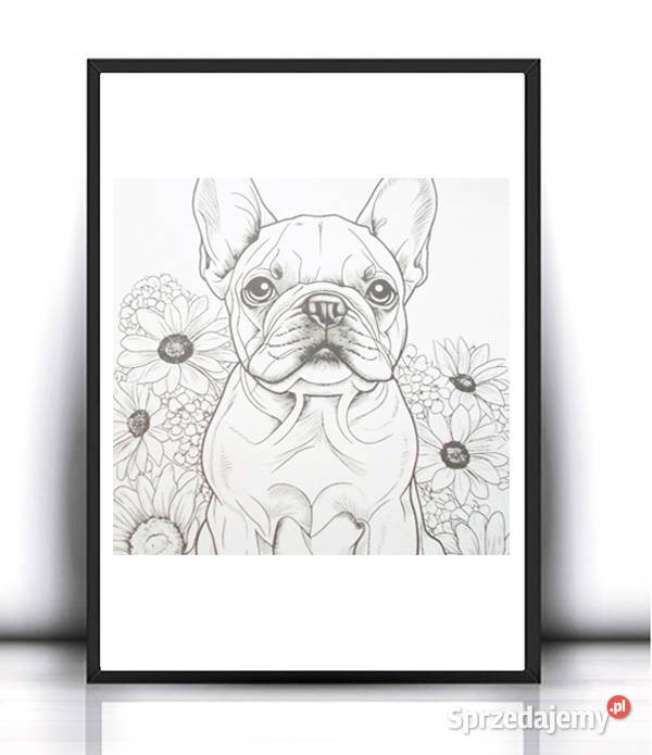 buldog plakat A4 plakat z buldogiem francuskim podkarpackie Rzeszów