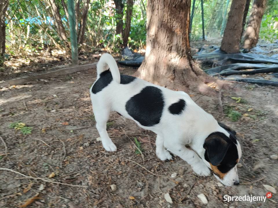 Piesek trikolor Jack Russell Terrier FCI Zwierzęta dolnośląskie Wrocław