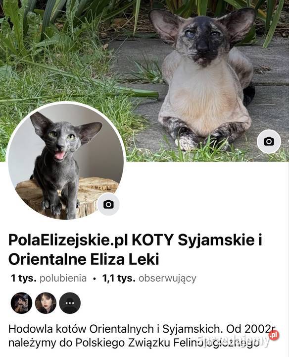 Kocurek Orientalny Pola Elizejskie Ostrów Wielkopolski