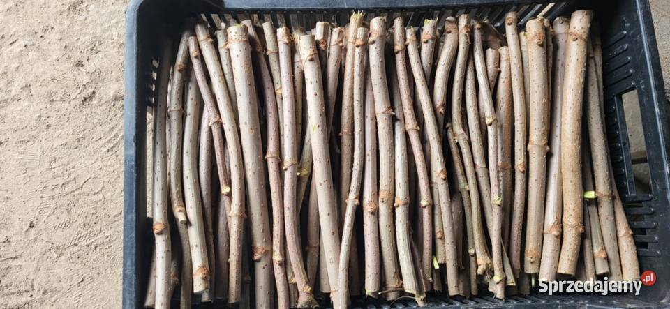 SZTOBRY CZARNEGO BZU SAMPO Zbuczyn