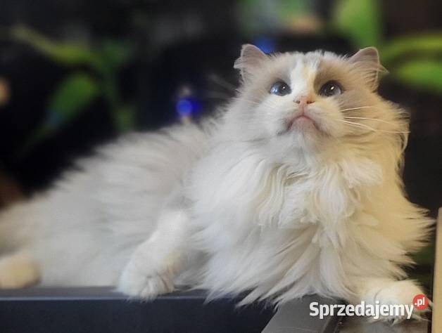 Dorosła kotka Ragdoll z rodowodem kastratka Gdańsk sprzedam