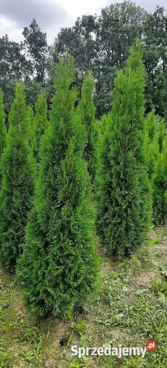 Thuja Szmaragd 80250 Tuja Szmaragd Tuja Brabant Olszana