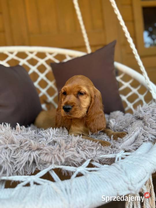 Cudowna mocno złota sunia Cocker Spaniel Warszawa