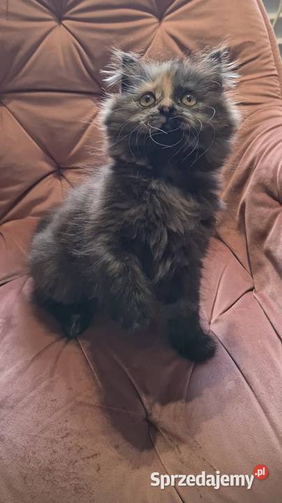 Maine Coon kotka świętokrzyskie Polesie Mikułowskie