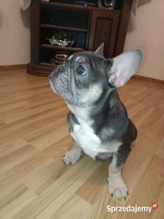 Buldog francuski niebieski blu tan Żmigród