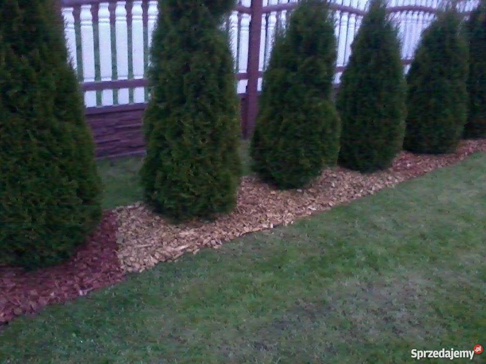 Kora KolorowaWiórki Dekoracyjne Kołoniec sprzedam