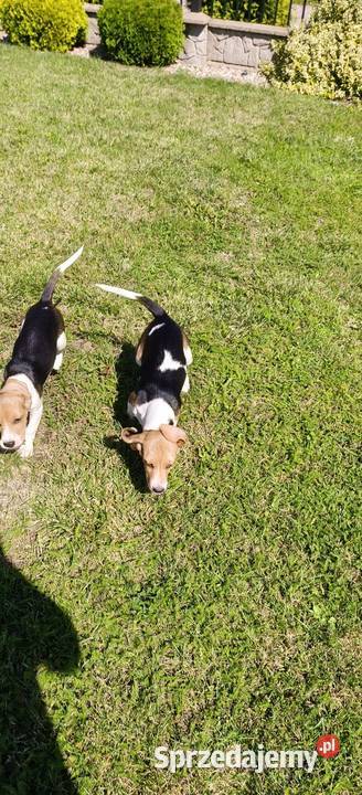 Piesek Beagle tricolor metryka czip wyprawka Poddębice