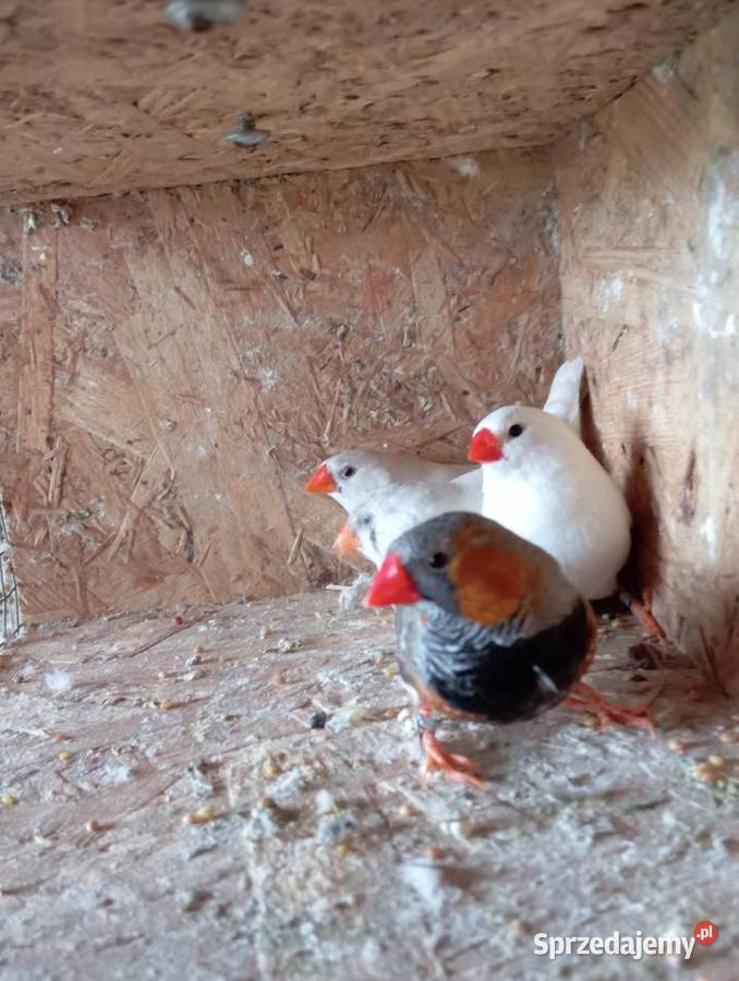 Zeberki pary lęgowe podkarpackie sprzedam