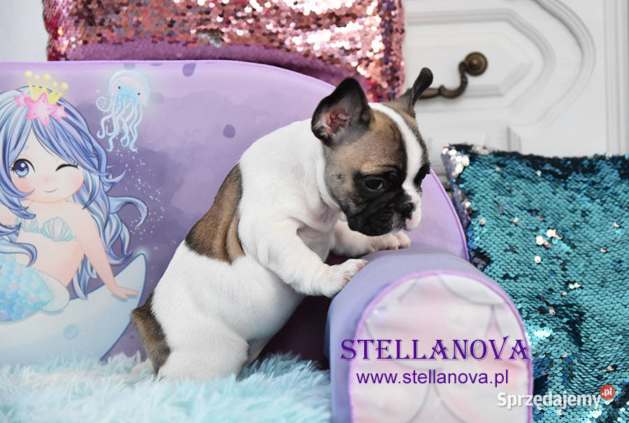 Buldog francuski szczenięta hod Stellanova FCI Warszawa sprzedam
