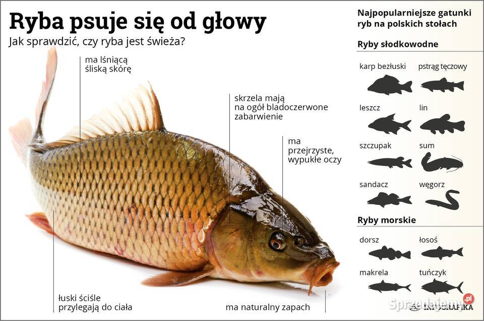 KARP HANDLOWY ŚWIĄTECZNY MASZEWO zachodniopomorskie