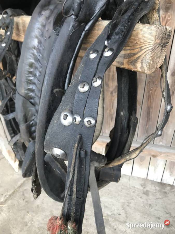 Chomąto i uprząż konia Zwierzęta Wólka Bałtowska