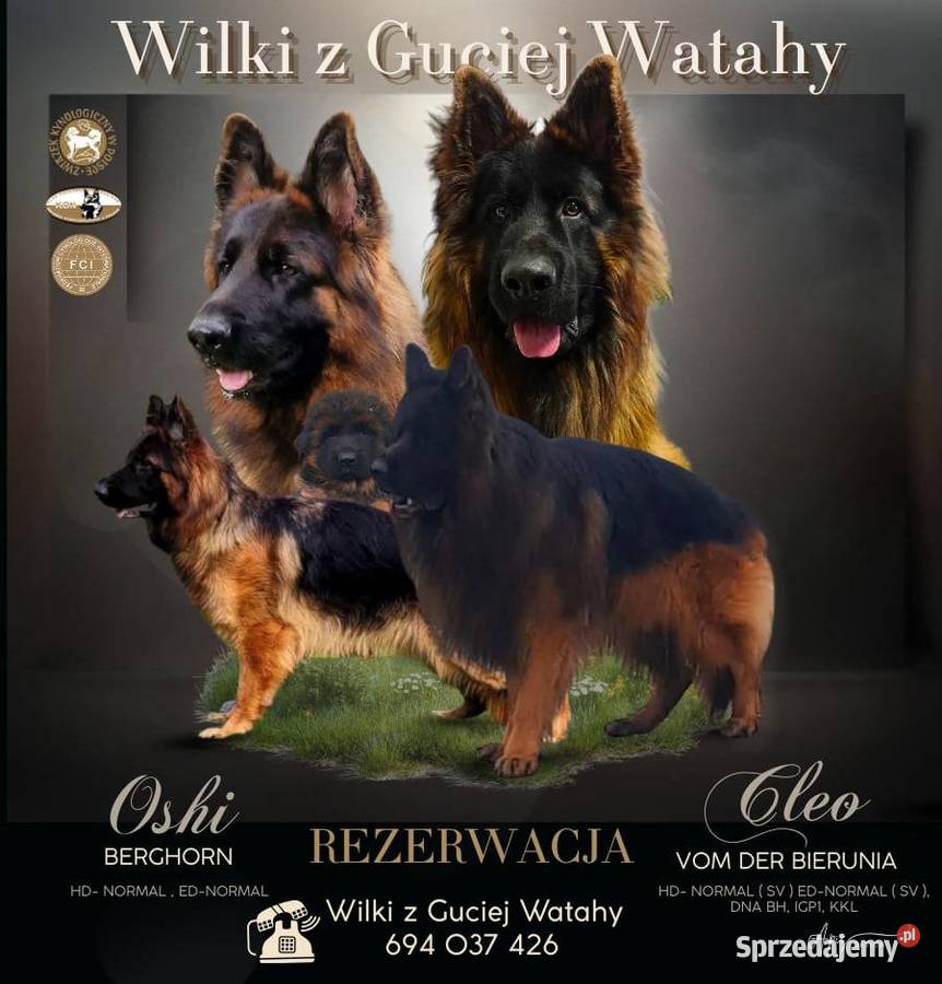 Owczarek niemiecki długowłosy Szczeniaki ZKwP Bielany Wrocławskie