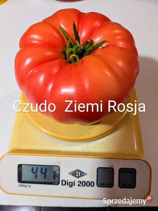 Cudo Ziemi Aly Mustang Pomidor nasiona pokarm Kraków