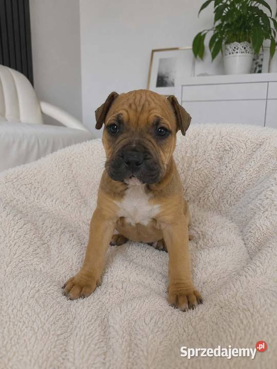 Amstaff blue