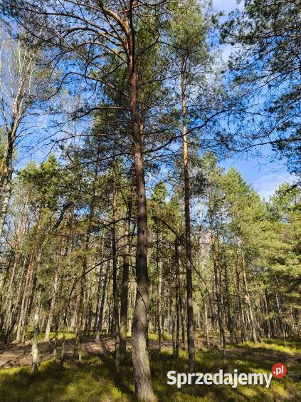 Las sosnowy 50letnipastwiska 9111 m Pustelnik 9111m2 mazowieckie