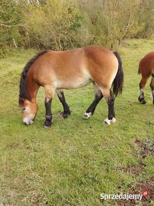 Klacz roczna warmińsko-mazurskie Szczecinki