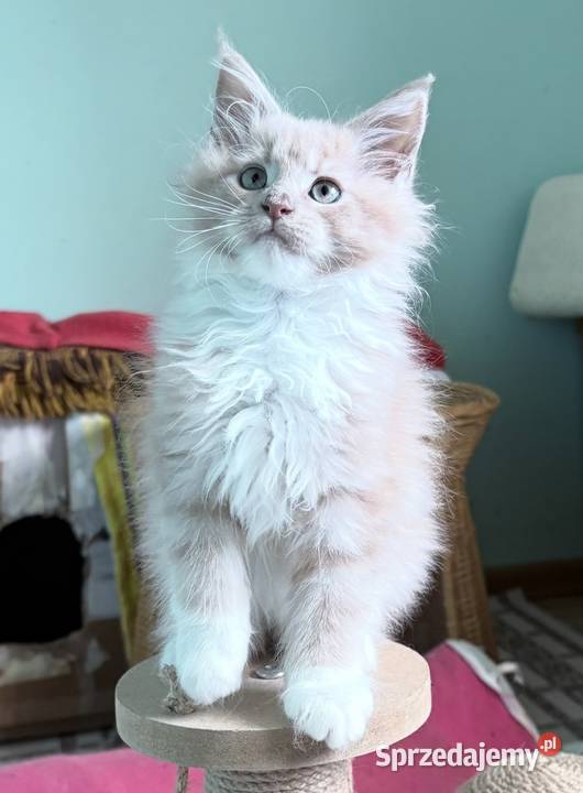 Maine Coon kocięta imporcie Linia Shaded Wińsko
